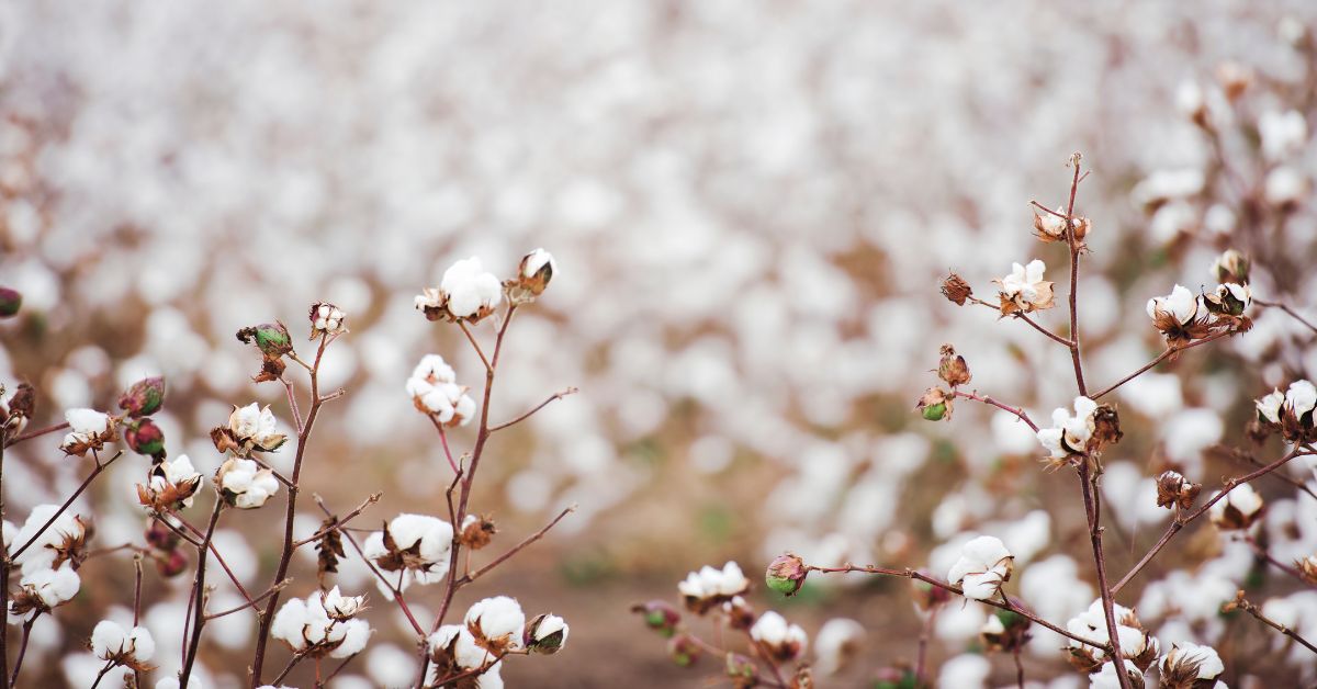 Culture du Coton Bio VS Coton Traditionnel : un moindre mal ?